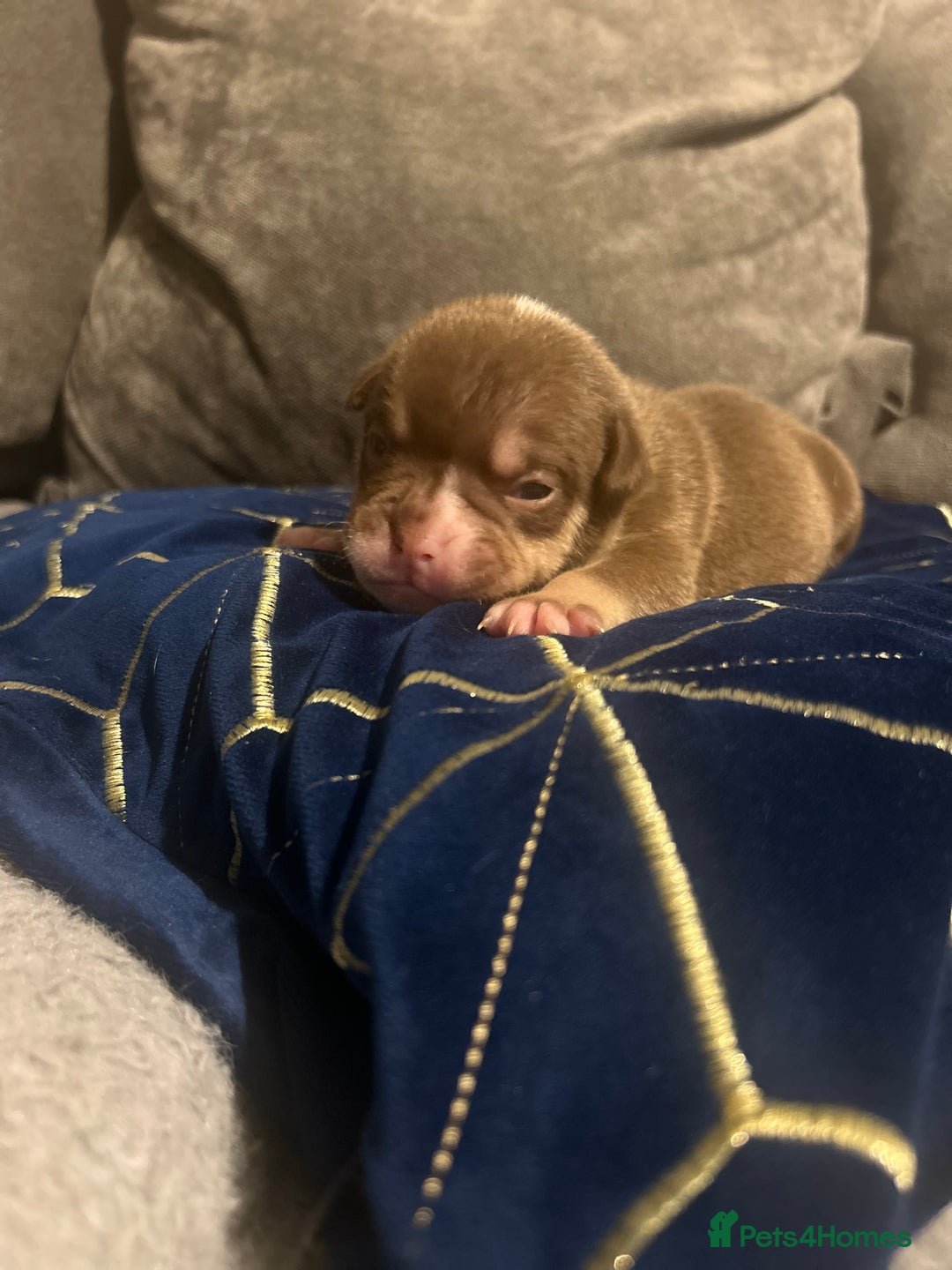 Olde English Bulldogge dogs for sale: Olde English bulldogges - Advert 10