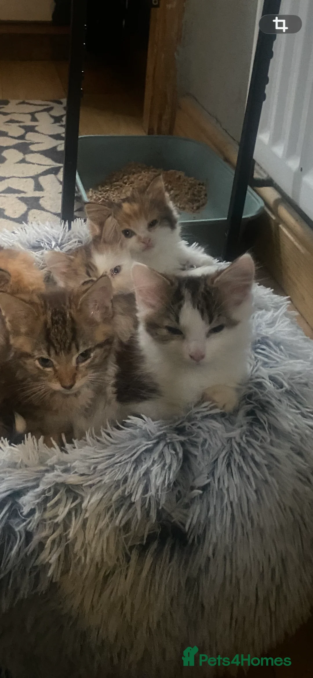 Mixed Breed cats for sale: Kittens - Advert 2