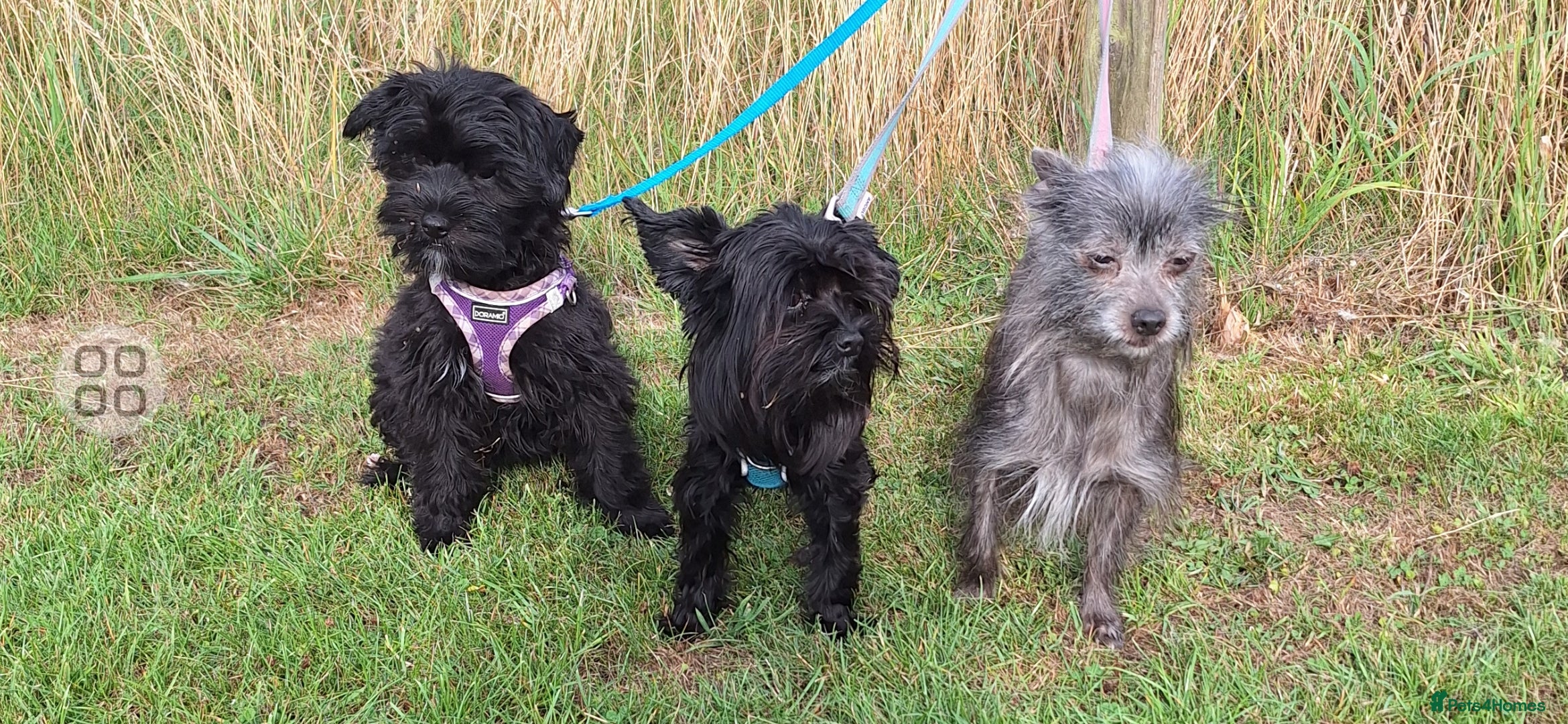 Mixed Breed dogs BUDDY-BEAR - Advert 1