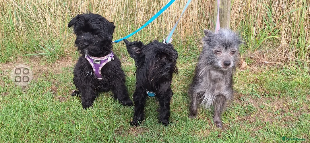 Mixed Breed dogs for sale: BUDDY-BEAR - Advert 1