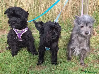 Mixed Breed dogs BUDDY-BEAR - Advert 1