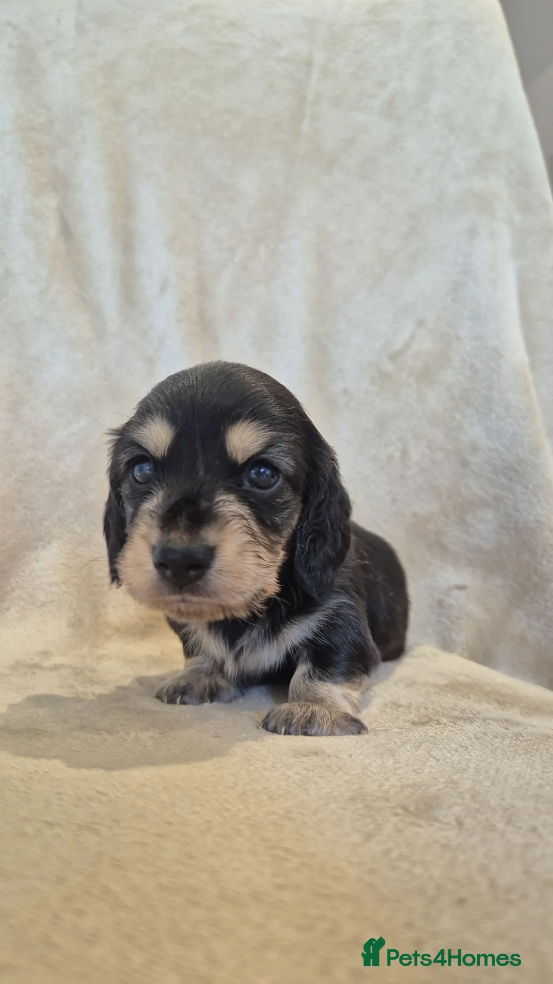 Miniature Dachshund dogs for sale: Miniature dachshunds long haired  - Advert 2