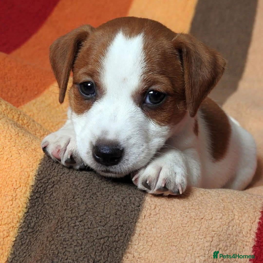 Jack Russell dogs for sale: Miniature Jack Russell puppies  - Image 2