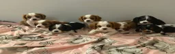 Cavalier King Charles Spaniel dogs for sale: ⭐️⭐️⭐️⭐️⭐️ King Charles cavalier puppy’s  - Advert 7