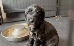 Cockapoo dogs for sale: Exceptional cockapoo pups- 1 Boy, 1 Girl left!! - Image 16