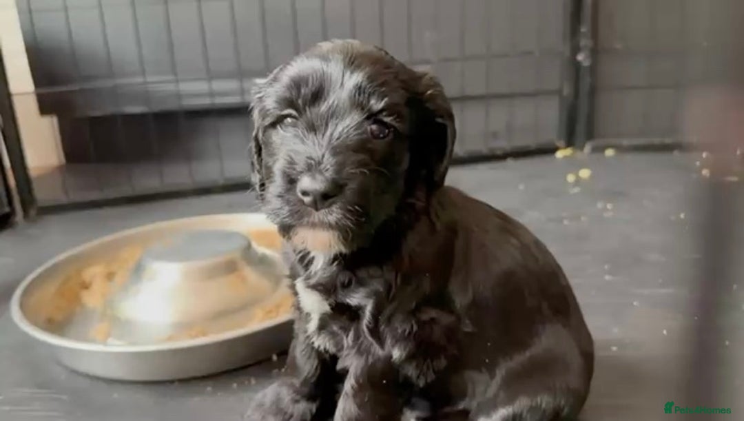 Cockapoo dogs for sale: Exceptional cockapoo pups- 1 Boy, 1 Girl left!! - Image 16