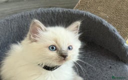 Ragdoll cats for sale: Stunning bluepoint Ragdoll kittens - Image 22