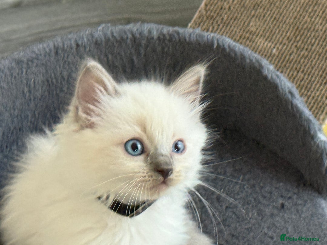 Ragdoll cats for sale: Stunning bluepoint Ragdoll kittens - Image 22