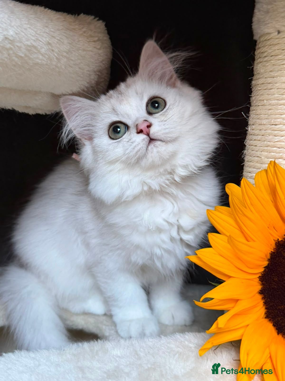 British Longhair cats TICA BRITISH SHORTHAIR & LONGHAIR KITTENS  - Advert 5