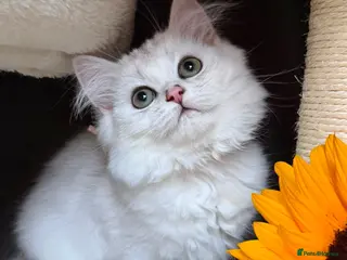 British Longhair cats TICA BRITISH SHORTHAIR & LONGHAIR KITTENS - Advert 3