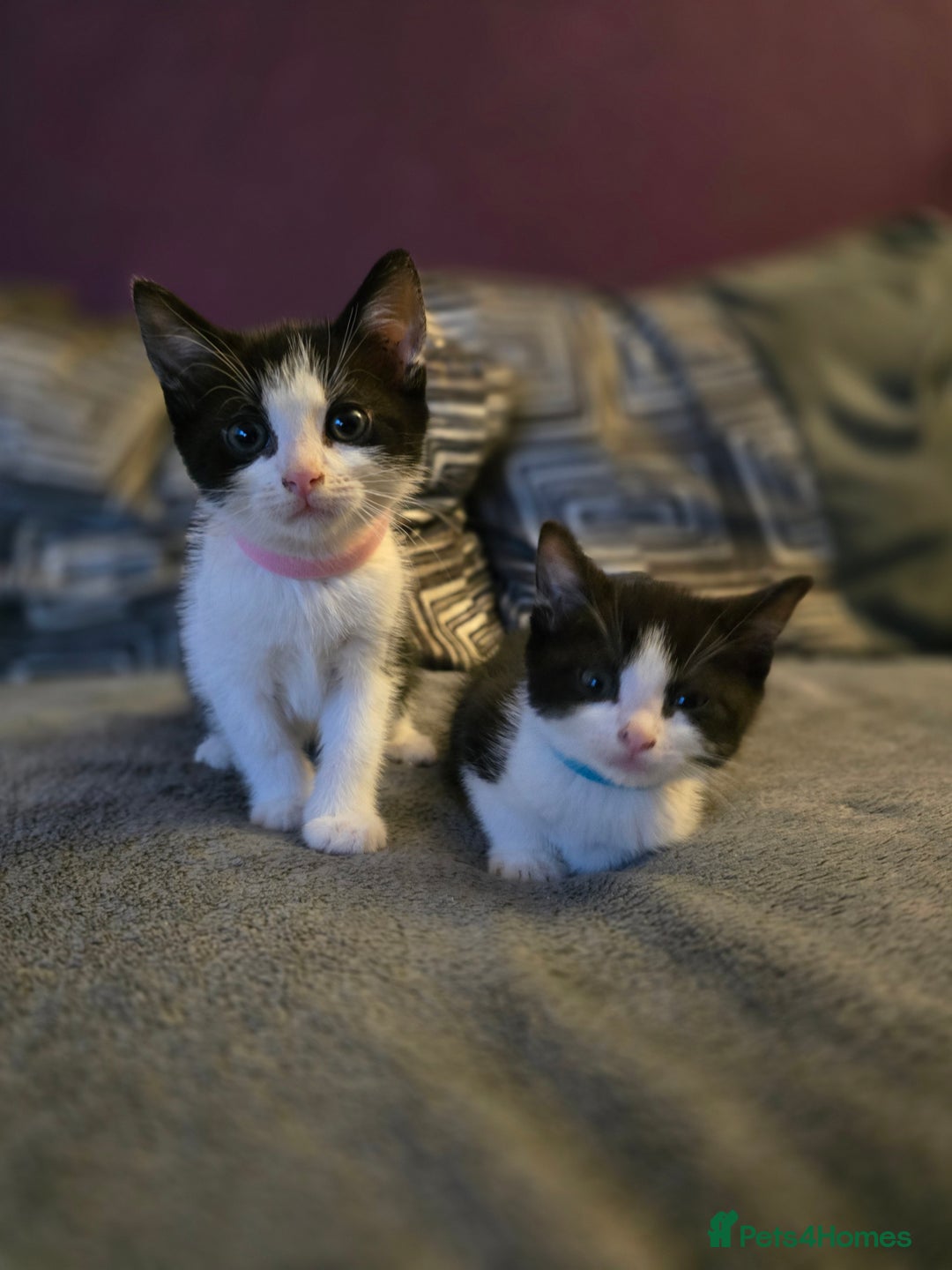 Mixed Breed cats for sale: Adorable black and white kittens - Image 12