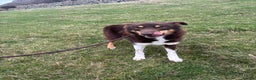 Border Collie dogs for sale: 2 failed sheepdog and 1 potential worker  - Advert 4