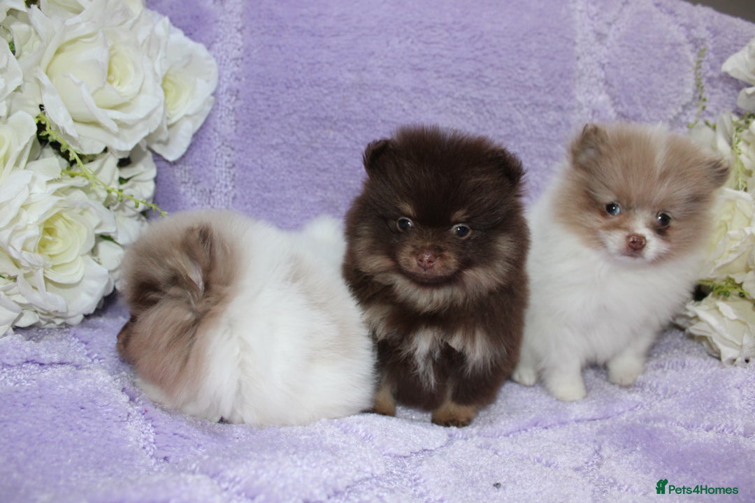 Pomeranian dogs for sale: PARTI MERLE QUALITY KC POMERANIANS - Image 17