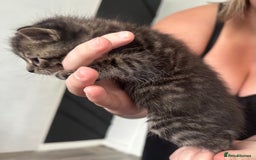 Bengal cats for sale: Bengal cross kittens  - Image 7