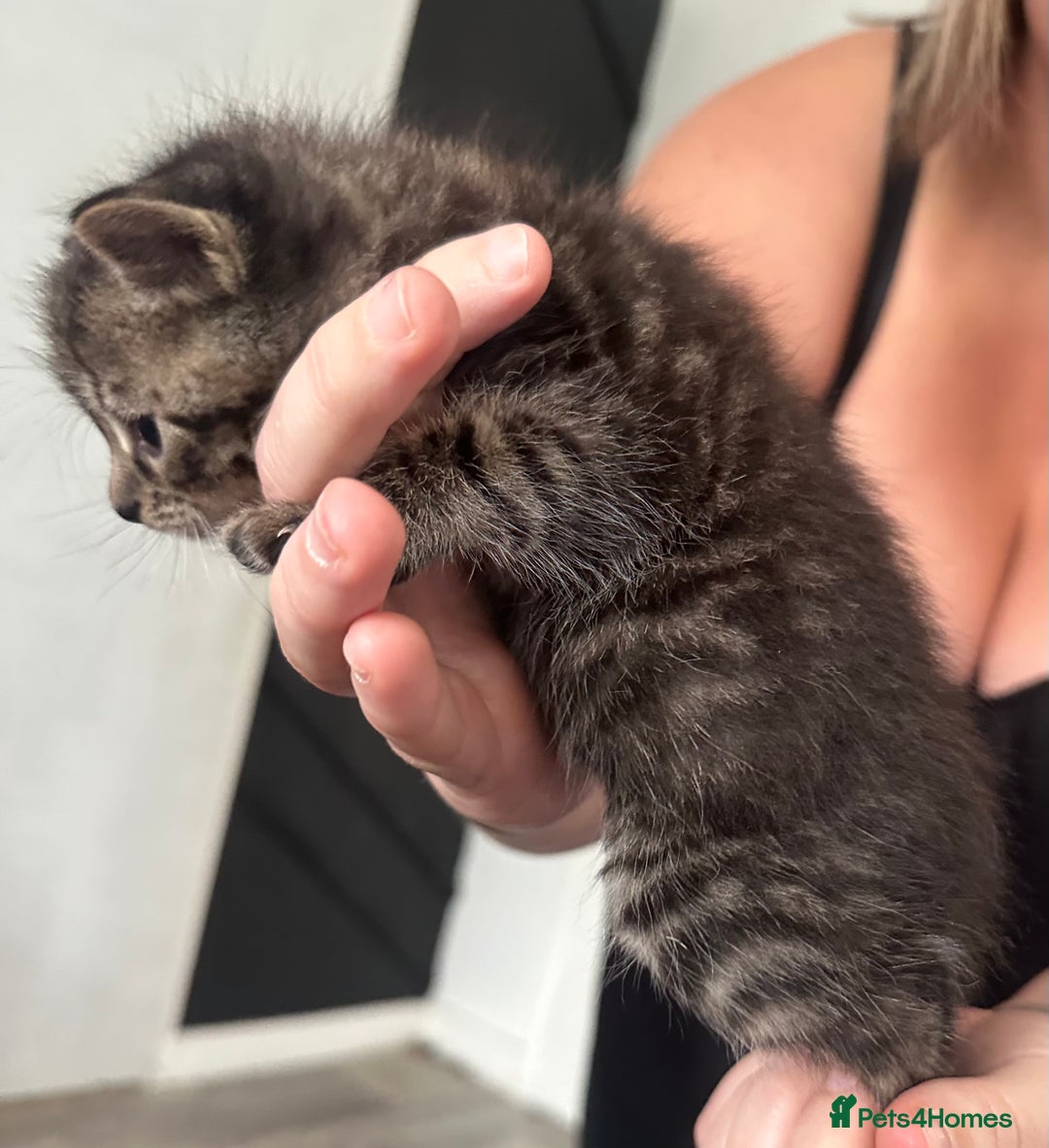 Bengal cats for sale: Bengal cross kittens  - Image 7