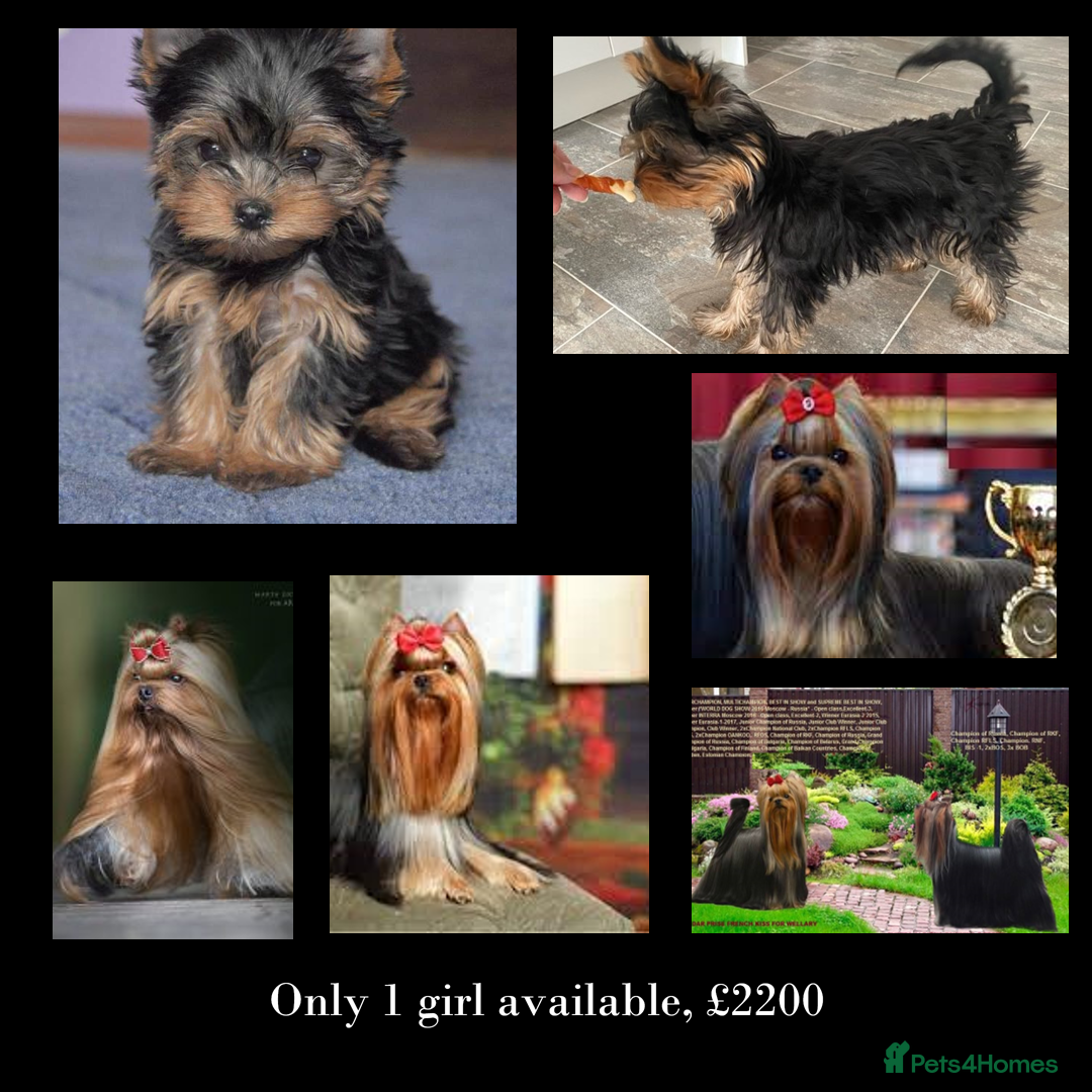 Yorkshire Terrier dogs 18 champions, Every Grandparent Champion KC reg   - Advert 17