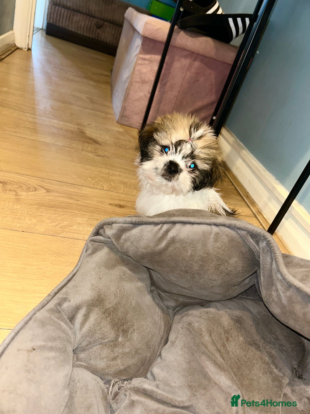 Shih Tzu dogs for sale: Beautiful shih Tzu puppies - Image 8