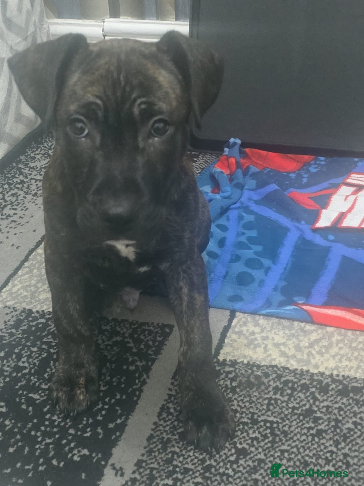 Staffordshire Bull Terrier dogs Classical staffy male pups - Advert 17