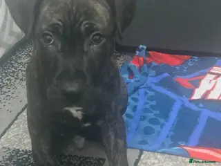 Staffordshire Bull Terrier dogs Classical staffy male pups - Advert 17