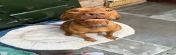 Hungarian Vizsla dogs for sale: 2 year old stunning athletic beautiful girl - Advert 9