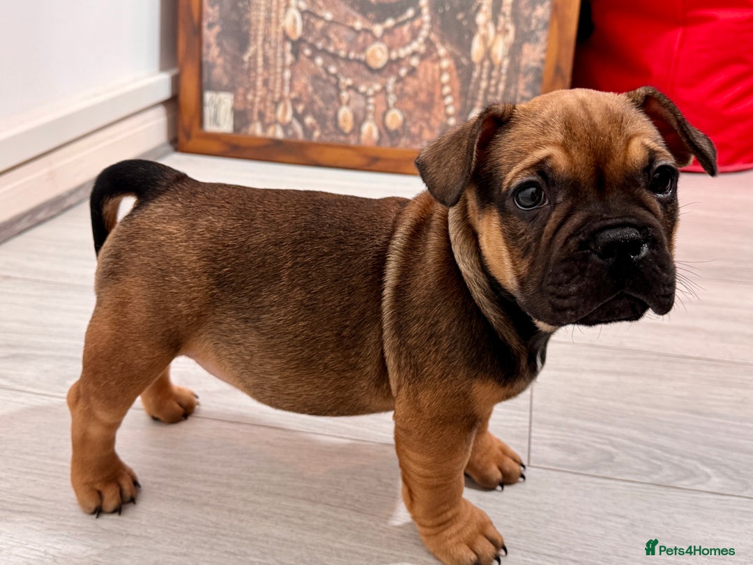 Mixed Breed dogs for sale: French Bulldog x Standard Bully Pups - Advert 5