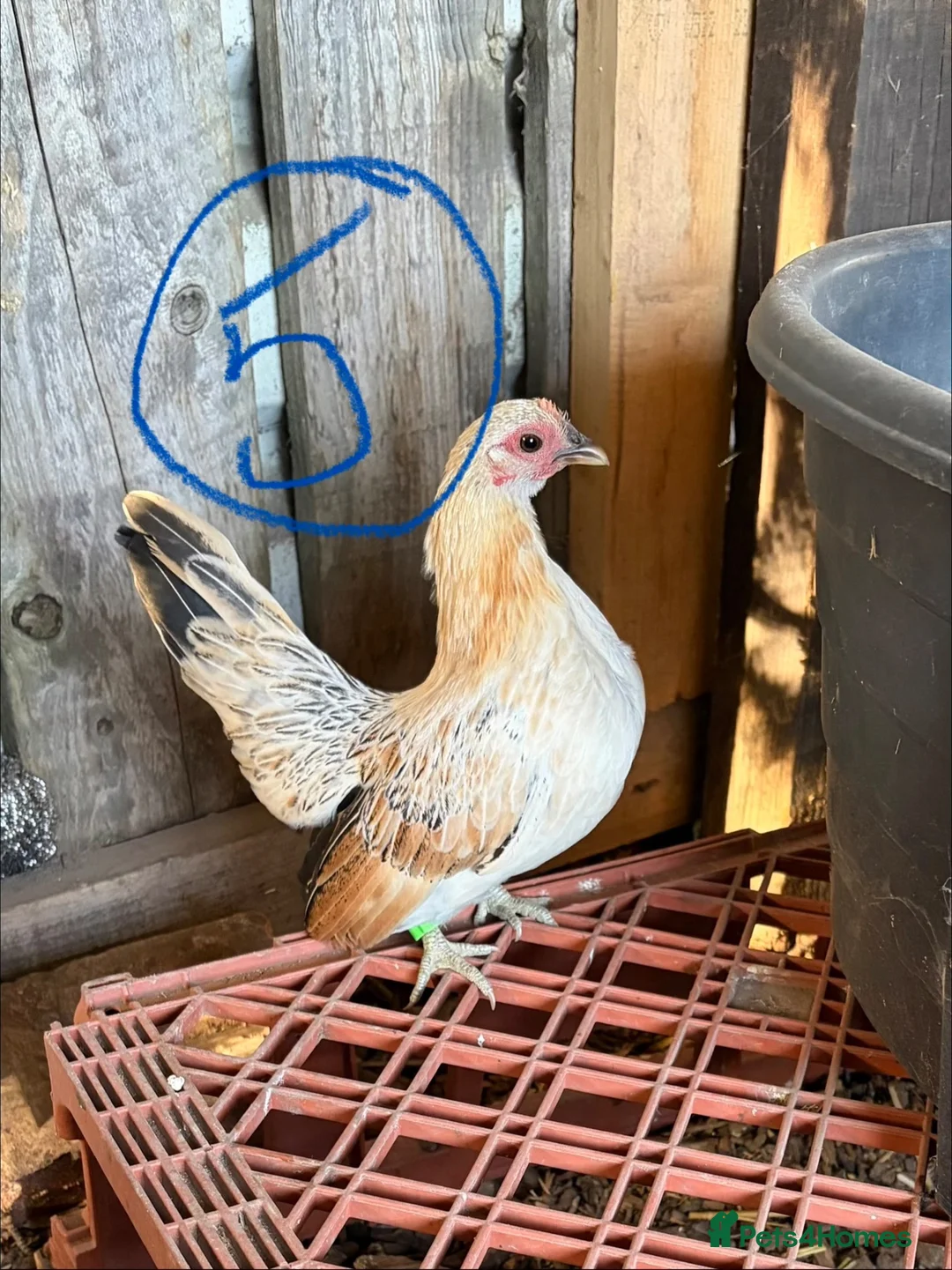 Chickens poultry for sale: Serama hen and cockerel pairs  - Advert 15