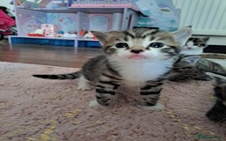Mixed Breed cats for sale: Kittens - Image 11