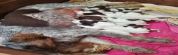 Italian Spinone dogs for sale: KC reg Italian Spinone  Puppies  - Advert 4