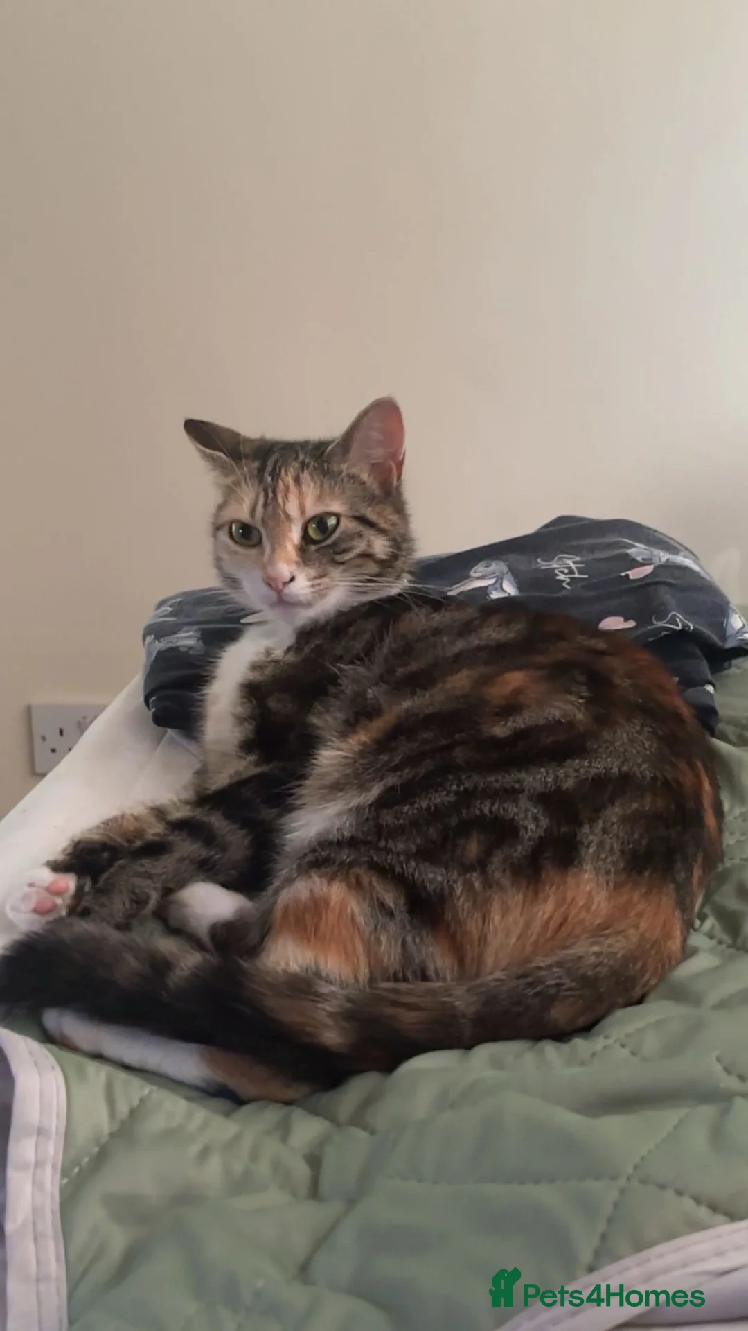 Mixed Breed cats for sale: 2 male kittens - Advert 1