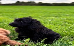 Cockapoo dogs for sale: Gorgeous quality health checked F1 Cockapoos  in Market Drayton - Image 10