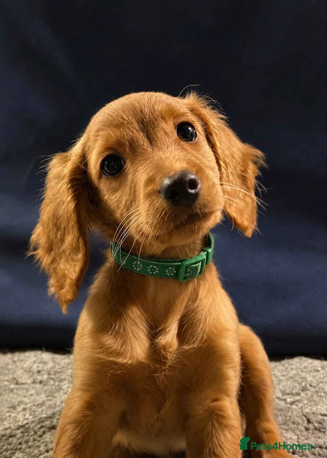 Goldendoodle dogs for sale: Golden Doodles (miniatures) - Advert 1