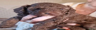 Cockapoo 3 Chocolate Boy