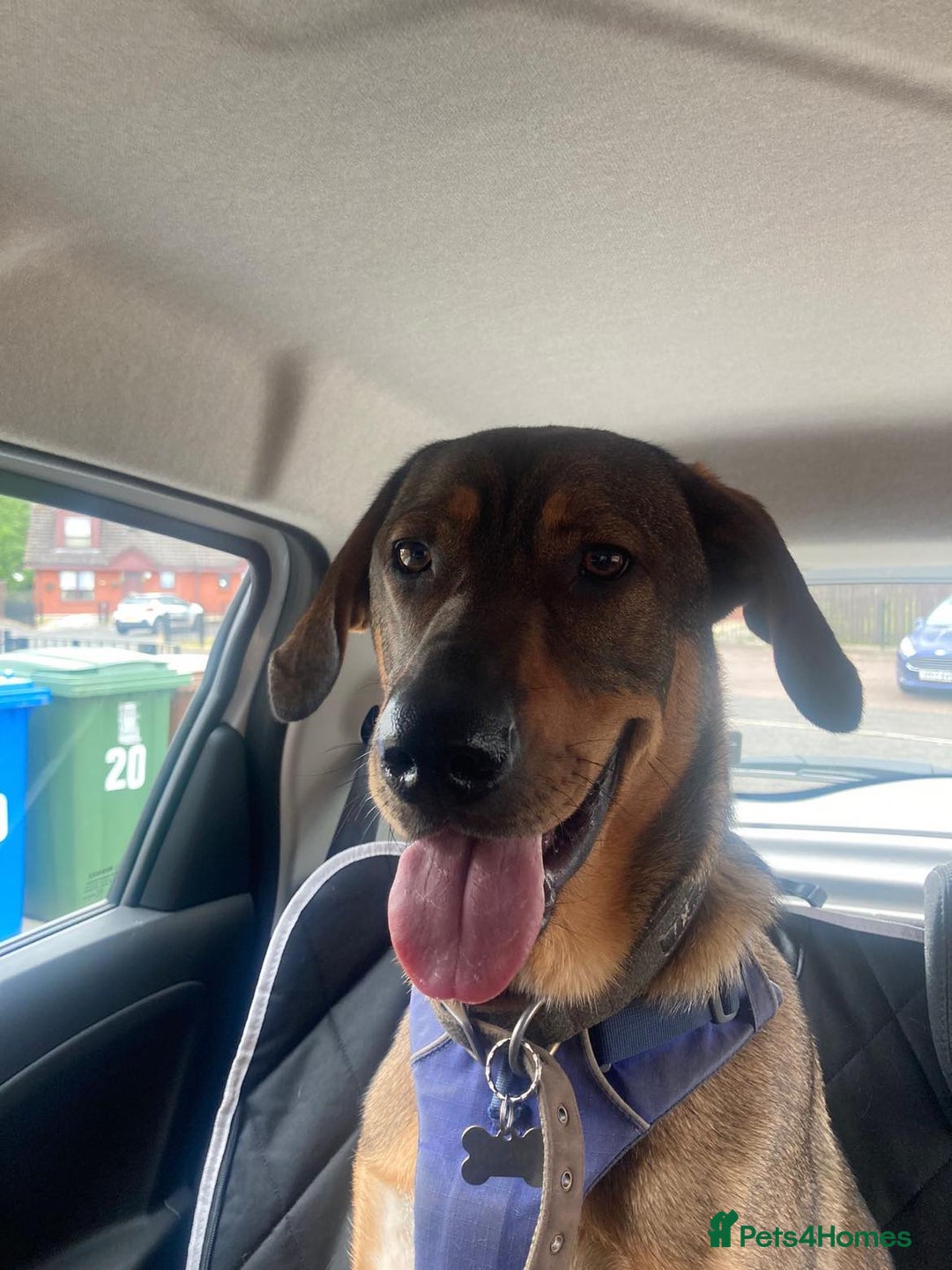 Mixed Breed dogs for adoption: Handsome, lovable Harry - Image 6