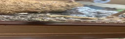 Corn Snake reptiles for sale: Western hognose with full setup and a corn snake. in Hamilton - Advert 5