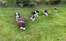 Border Collie dogs for sale: *BORDER COLLIE PUPPIES*⚫️⚪️🟤 - Image 3
