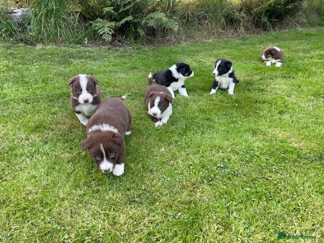 Border Collie dogs for sale: *BORDER COLLIE PUPPIES*⚫️⚪️🟤 - Image 3