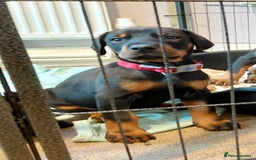 Dobermann dogs for sale: Doberman puppies looking for their forever home - Advert 2