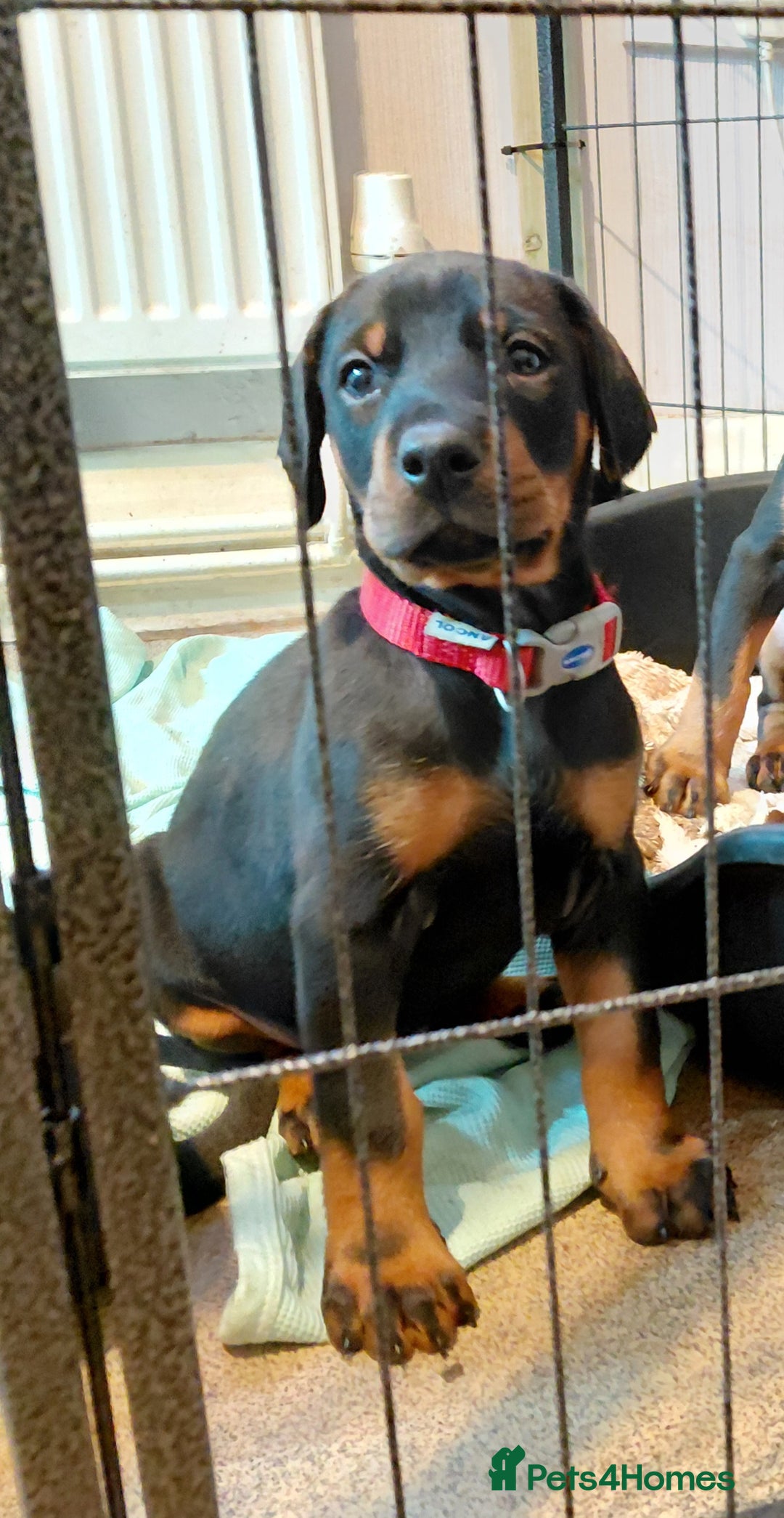 Dobermann dogs for sale: Doberman puppies looking for their forever home - Advert 2