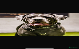 Cane Corso dogs for sale: Cane Corso Puppies  - Advert 9