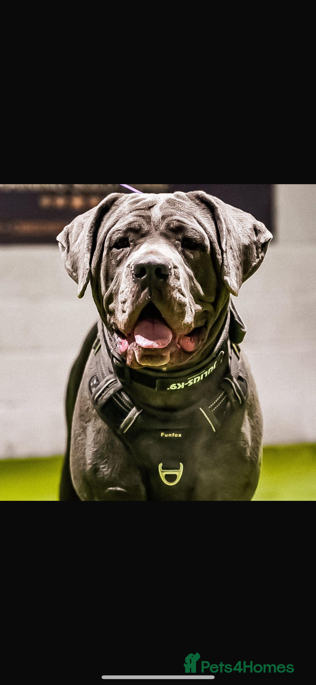 Cane Corso dogs for sale: Cane Corso Puppies  - Advert 9