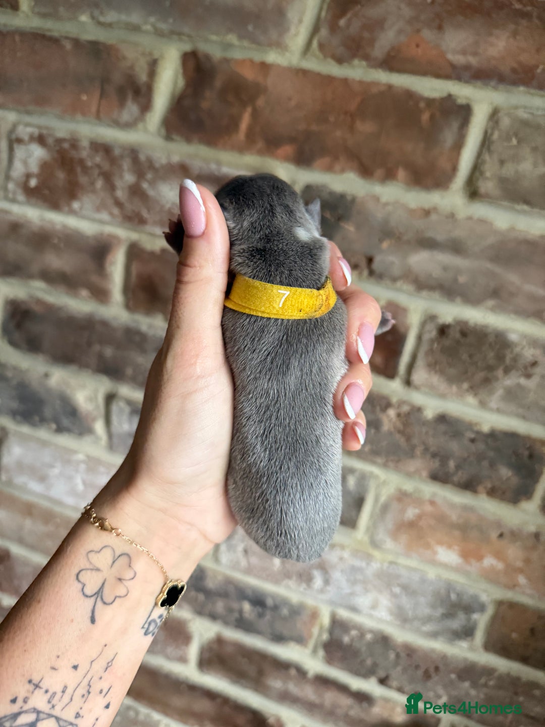 Boston Terrier dogs for sale: Boston Terrier puppies 🐶 - Advert 6