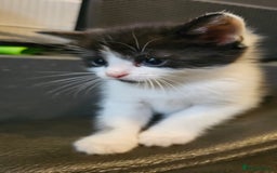 Mixed Breed cats for sale: Cute fluffy mixed kittens.  - Image 3