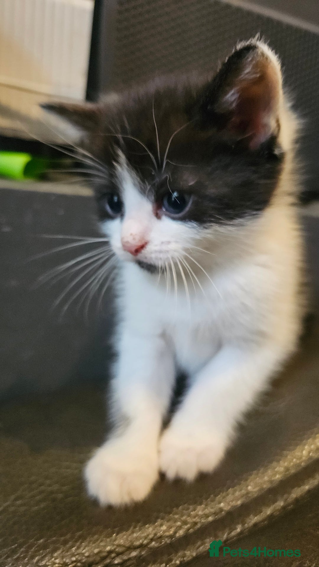 Mixed Breed cats for sale: Cute fluffy mixed kittens.  - Image 3