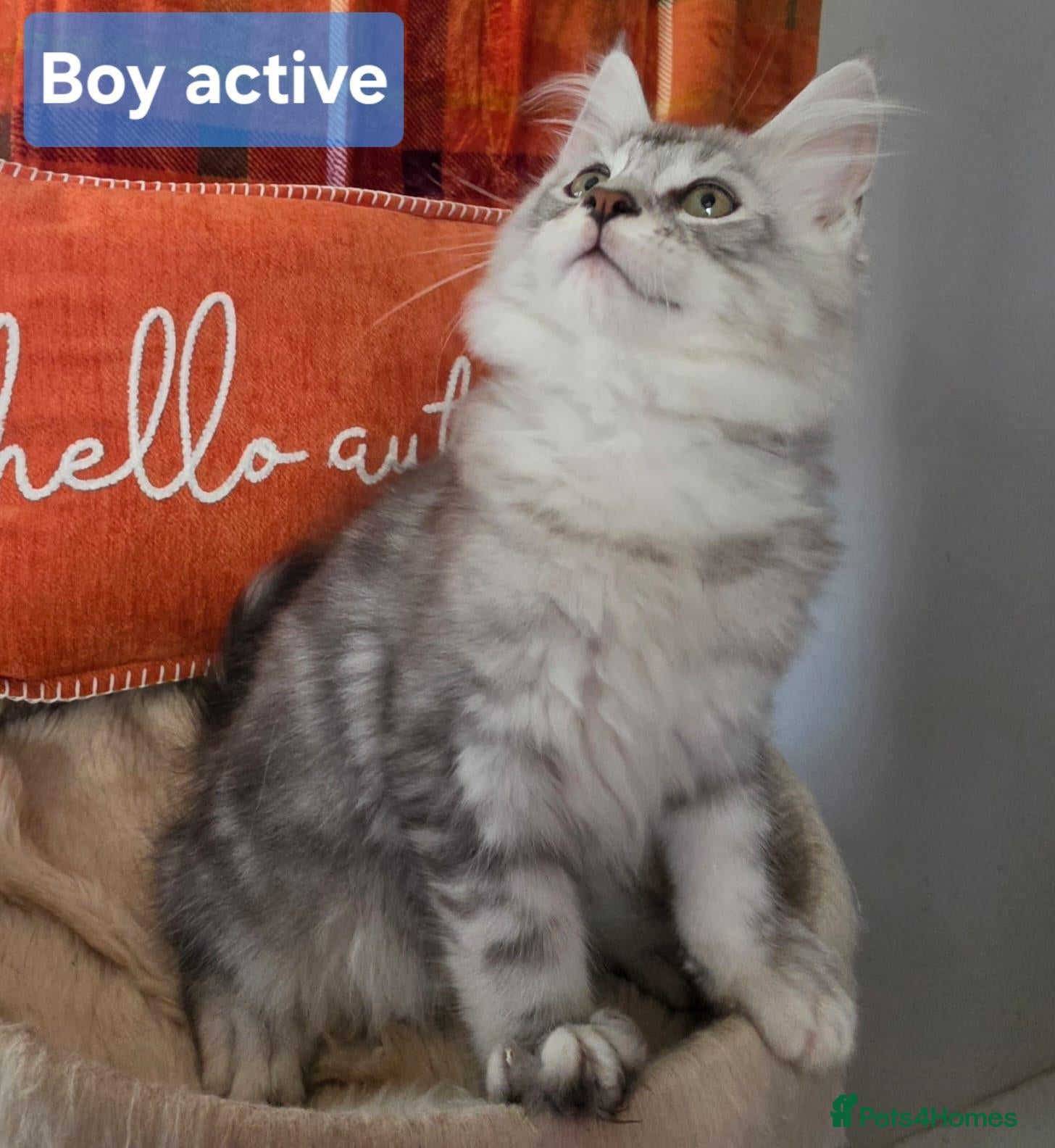Maine Coon cats BEAUTIFUL MAINE COON KITTENS, POLY AND NON POLY  - Advert 1