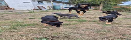 Mixed Breed dogs for sale: 8 Huntaway x puppies for sale - Advert 9
