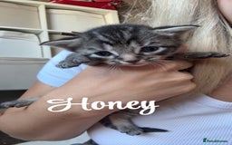 Siberian cats for sale: Siberian x kittens  - Image 8