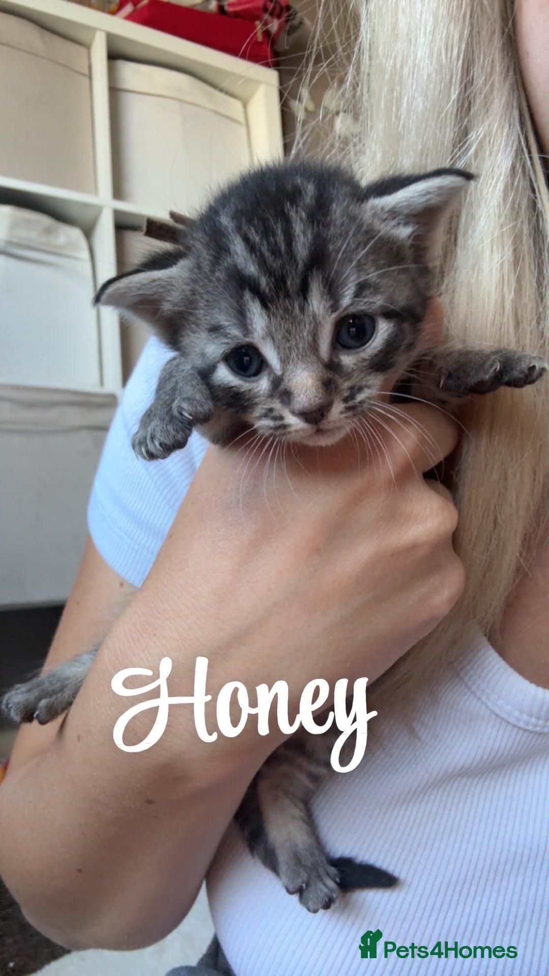 Siberian cats for sale: Siberian x kittens  - Image 8