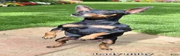 Miniature Pinscher dogs for sale: Beautiful Miniature Pinscher Puppies–4 Girls&1 boy - Advert 1
