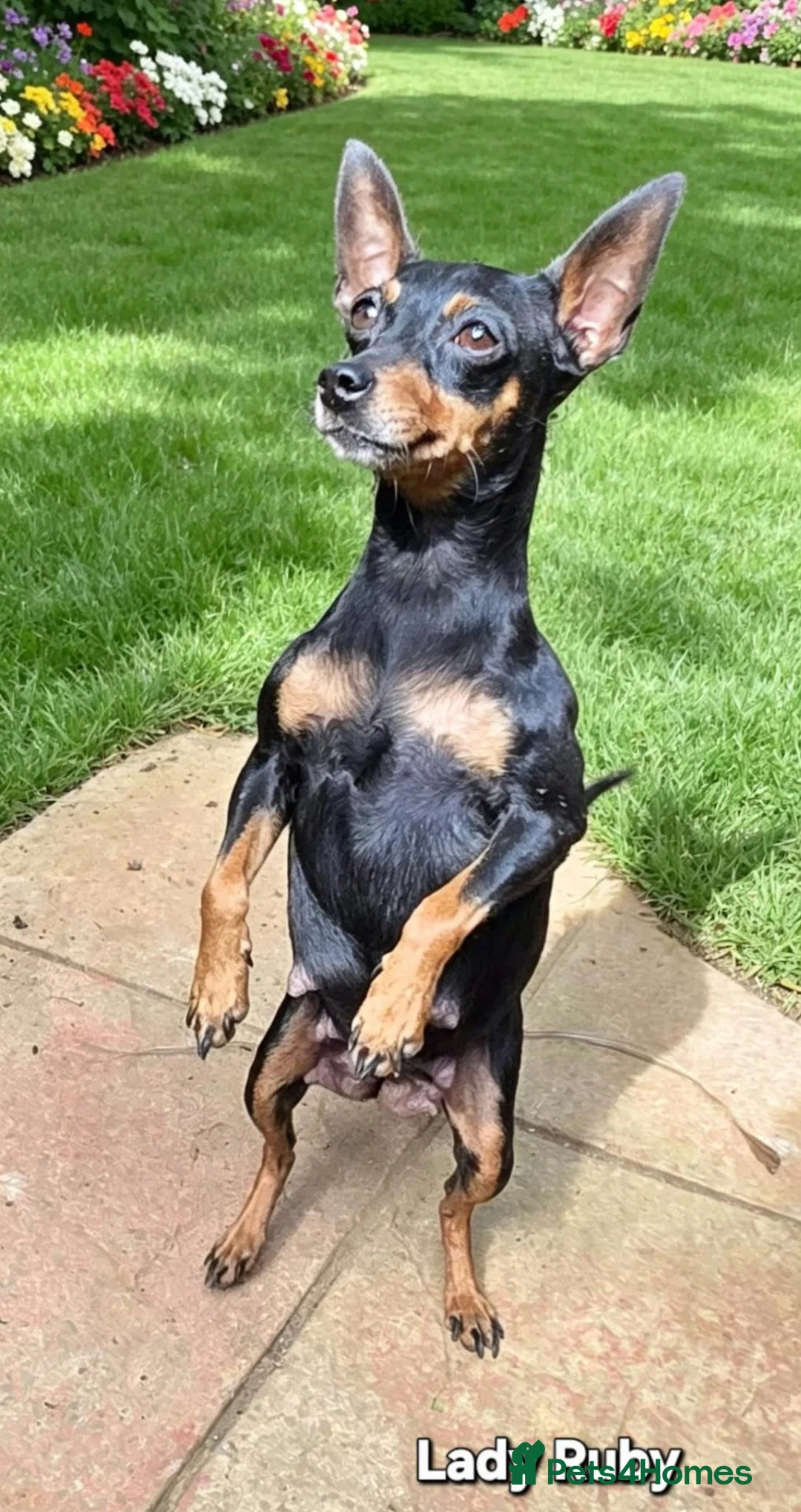 Miniature Pinscher dogs for sale: Beautiful Miniature Pinscher Puppies–4 Girls&1 boy - Advert 1