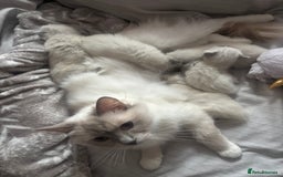 Ragdoll cats for sale: GCCF Ragdoll Kittens *CHIP*VACS*NEUTERED* - Image 8